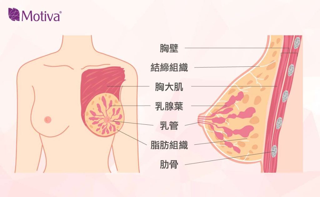 乳房組織