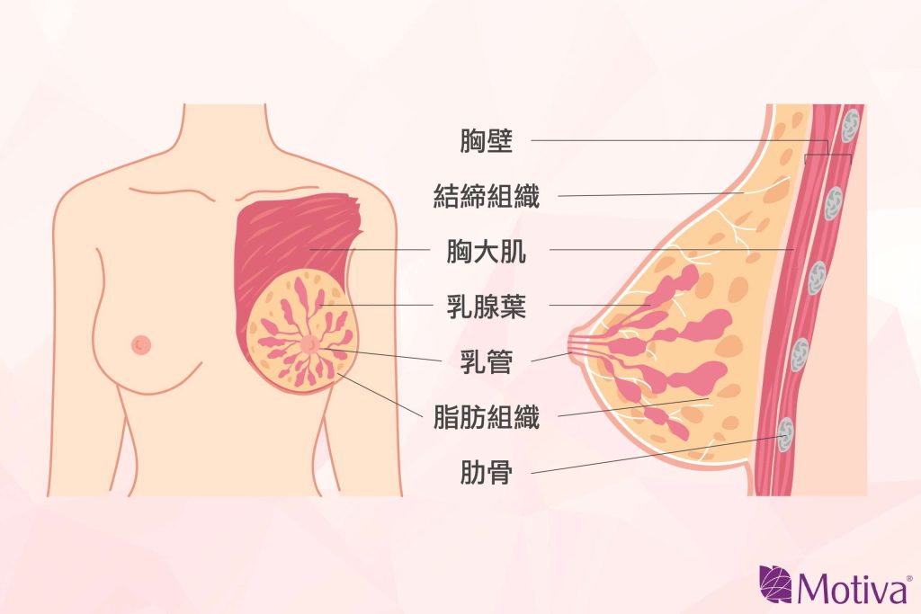 女生胸部的構造圖說
