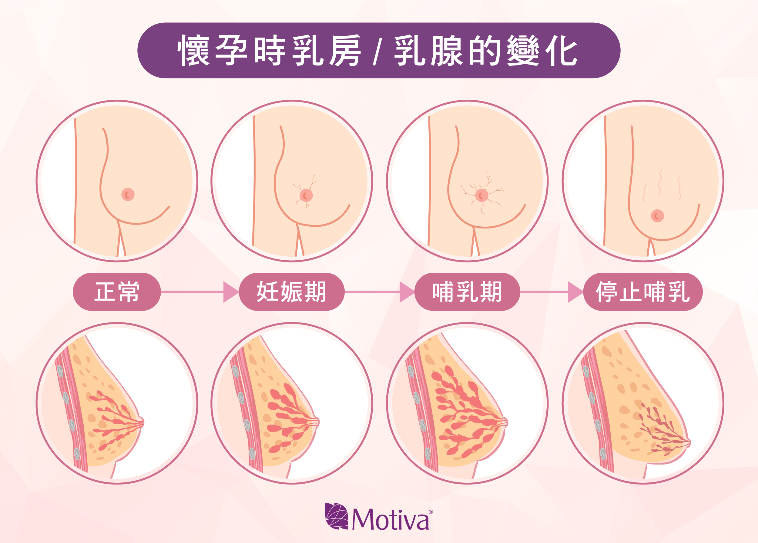 懷孕胸部的變化