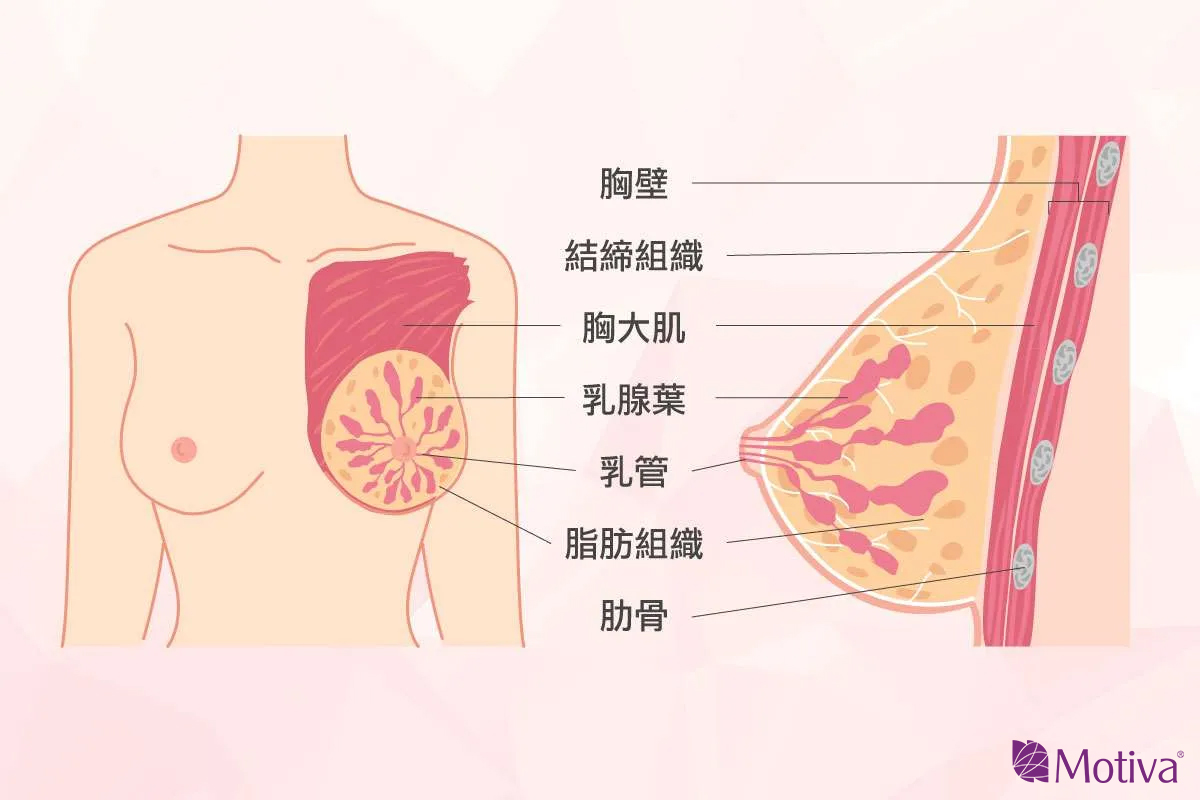 乳房結構